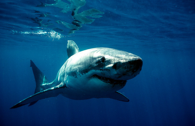  
Nhiều người cho biết, hai ngày qua có xuất hiện cá mập, tầm 100kg trong địa phận nuôi hải sản. (Ảnh minh họa)