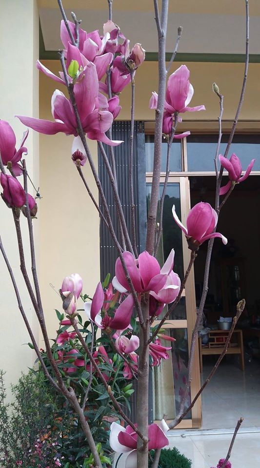  
Một cây Mộc lan được trồng trong nhà của một hộ gia đình Việt. (Ảnh: Thích trồng cây)