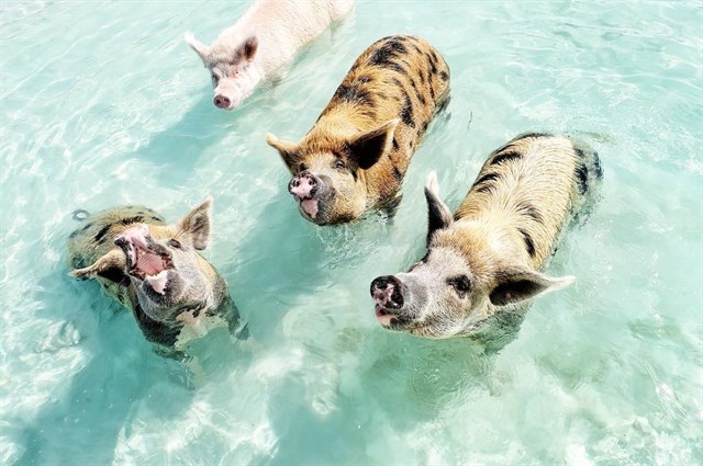  
Đàn lợn bơi giỏi, biết xin ăn tại hòn đảo thuộc Bahamas.