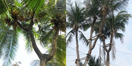  
Hiện cây dừa được cho thuê cùng nhiều loại cây quý hiếm khác với giá 7 tỷ đồng 1 năm. (Ảnh: Môi Trường và Đô Thị).
