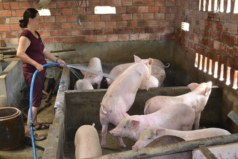  
Các hộ gia đình có lợn đều được thương lái tới tận chuồng để đặt trước, dẫn tới tình trạng ngày càng khan hiếm thịt lợn (Ảnh minh họa: Vietnam Daily)