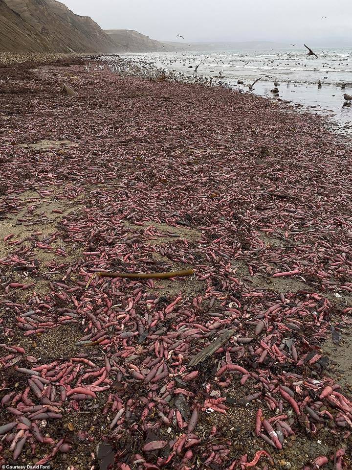  
Hình ảnh hàng nghìn con cá của quý béo ú nằm trên bờ biển.