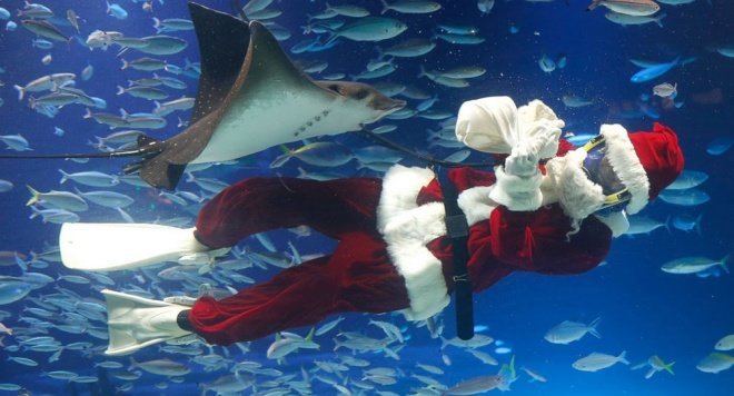  
Còn ông già Noel này lại rất đam mê thế giới động vật, ông lặn xuống biển sâu để chơi đùa với cá đuối vui thế.