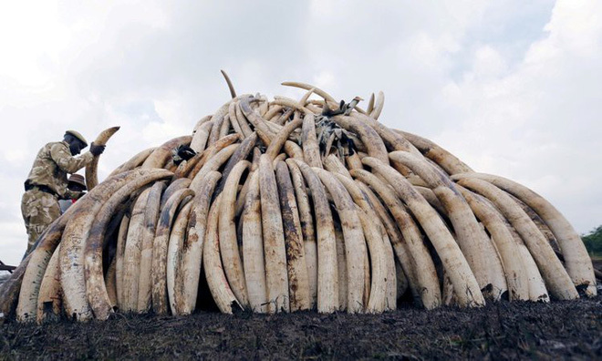  
Số lượng ngà voi buôn lậu bị đem đi tiêu hủy.