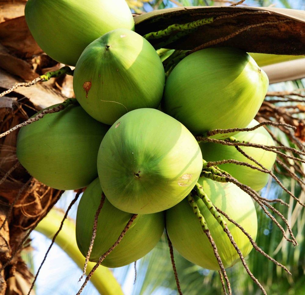 Khám phá 98 ảnh trái dừa mới nhất  Tin Học Vui