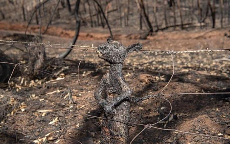  
Cháy rừng khiến nhiều động vật phải bỏ mạng.