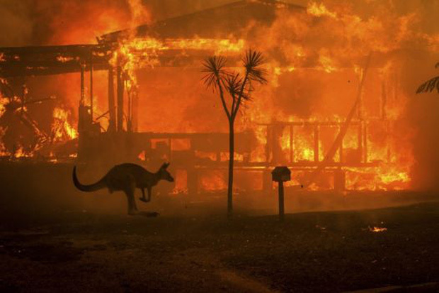  
Cháy rừng ở Úc khiến nửa tỉ sinh vật bị thiêu rụi.