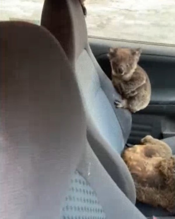  
Những chú gấu Koala được giải cứu.