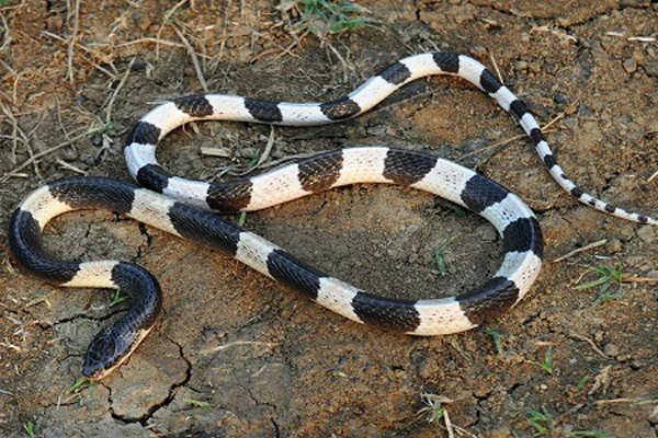  
Loài rắn cạp nia, có độc phát tán nhanh, thường xuyên trú ngụ gần môi trường sinh sống của con người. (Ảnh: vietnamnet)