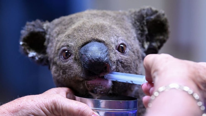  
Hình ảnh một chú gấu Koala được cứu chữa kịp thời từ đám cháy. (Ảnh: Getty)