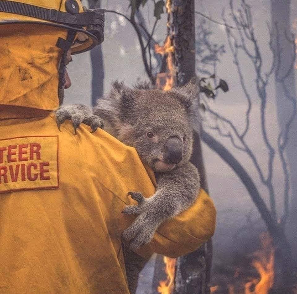  
1/3 đàn Koala đã bị lửa thiêu chết.
