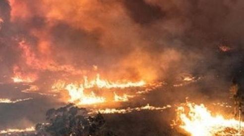  
"Chảo lửa" Úc đã thiêu hủy gần nửa tỷ loài động vật hoang dã.