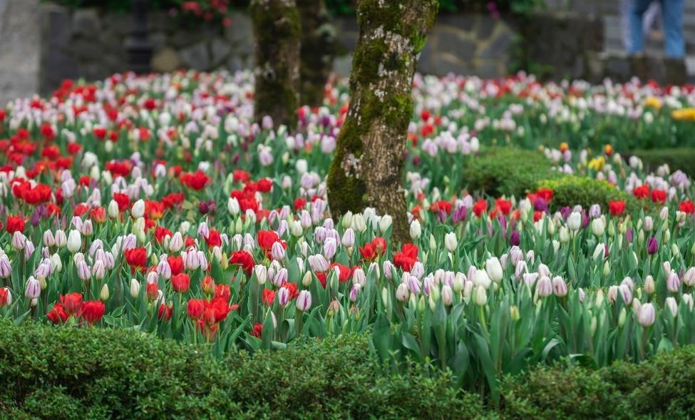 Phiêu bồng xứ hoa Bà Nà, “sống ảo” cùng 1,5 triệu bông tulip và hơn thế nữa