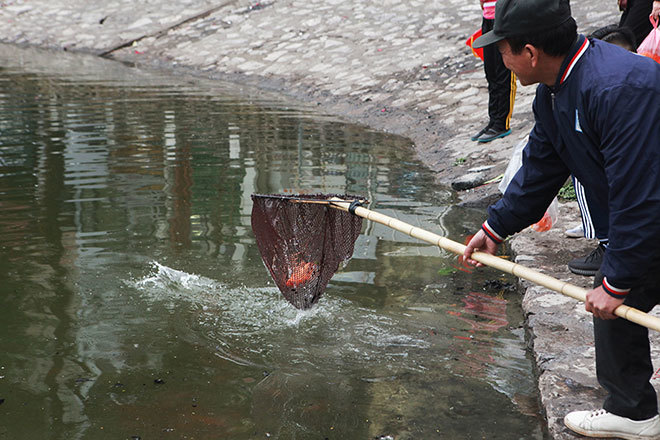  
Tại Hà Nội cũng không kém cạnh khi cá vừa được thả đã có người dùng vợt ra bắt.