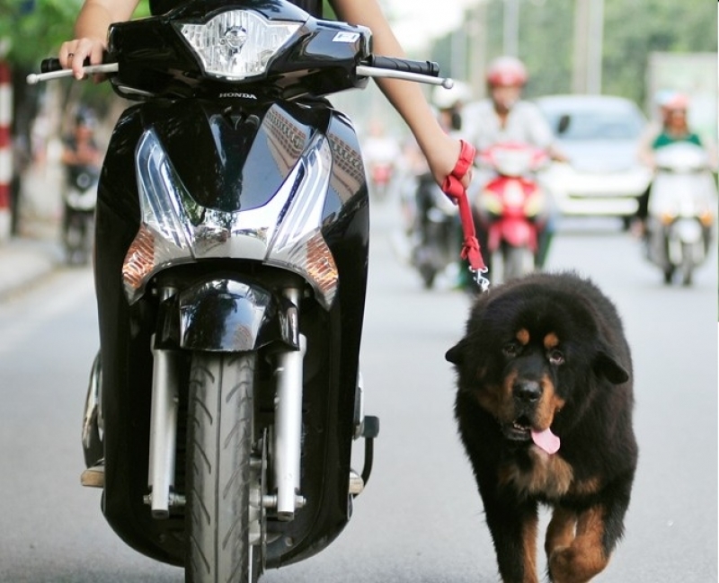 Bạn lo lắng vì mình không thể đưa chó đi trên xe máy mà không bị phạt? Xem những hình ảnh đáng yêu của những chú cún cưng được dắt trên xe. Có thể những hình ảnh này sẽ giúp bạn tìm ra cách để đưa thú cưng của mình đi đây đó một cách an toàn và đúng quy định pháp luật.