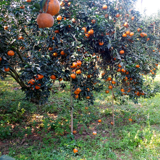  
Vườn cam sành sai trĩu quả ở một huyện thuộc Hà Giang. (Ảnh: Báo Hà Giang)