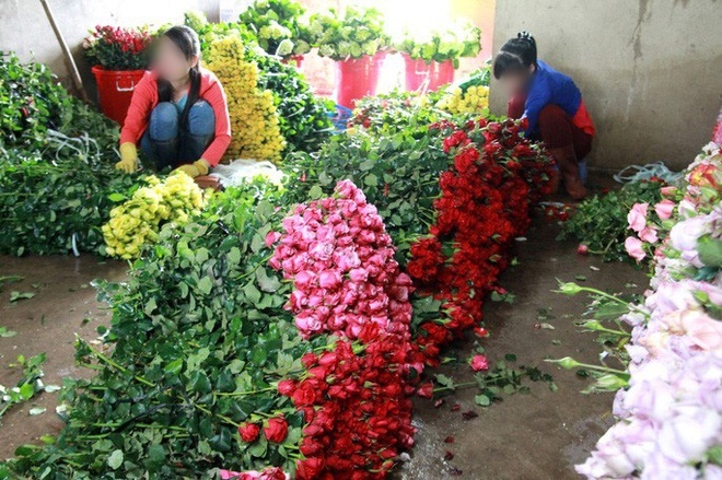  
Nhiều nơi bán hoa hồng chỉ 700 đồng mỗi bông (Ảnh: NLD)