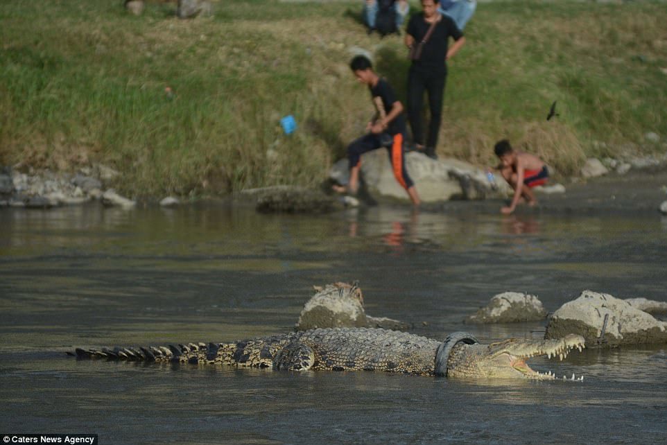  
Chú cá sấu bị mắc chiếc lốp xe trên cổ. (Ảnh: News Agency).