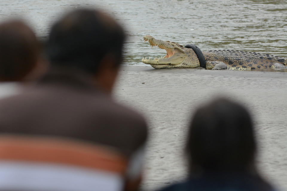  
Mong chú cá sấu sớm được giải cứu. (Ảnh: Antara).