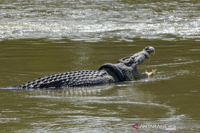  
Nếu được cứu, chú cá sấu sẽ sớm được tự do bơi lội mà không còn lo lắng về chiếc lốp xe nữa. (Ảnh: Antara).