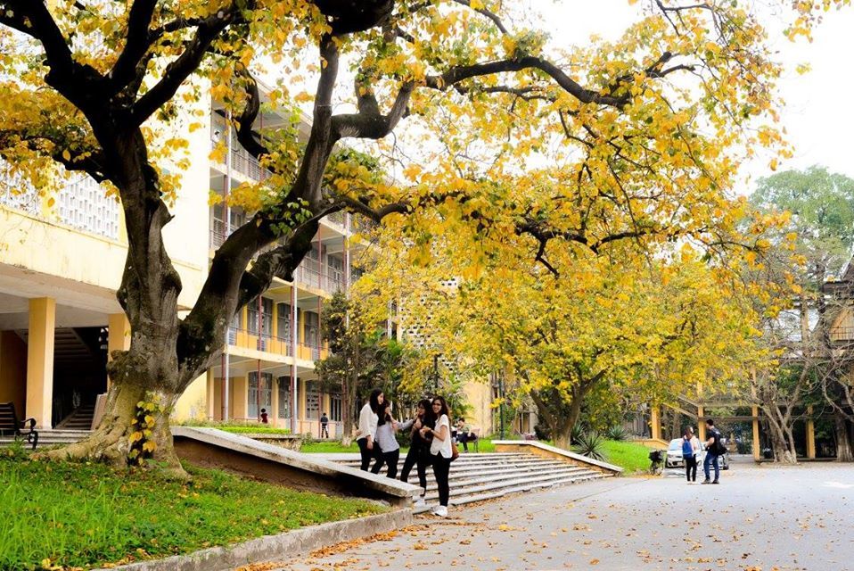  
Với khuôn viên rộng lớn, Bách Khoa cũng là một trường đại học tại Hà Nội nổi tiếng với hàng cây lá vàng tuyệt đẹp những ngày giao mùa. Ảnh: Triệu Việt Linh