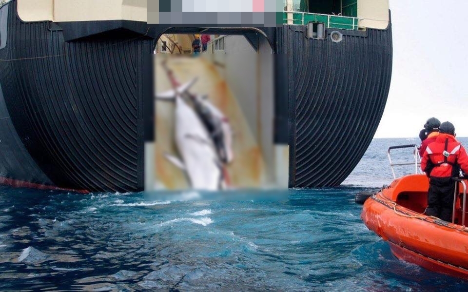  
Ôm mộng "vực dậy" nền kinh tế bằng cá voi, liệu Nhật Bản có đang đi đúng hướng? (Ảnh: Fauto)