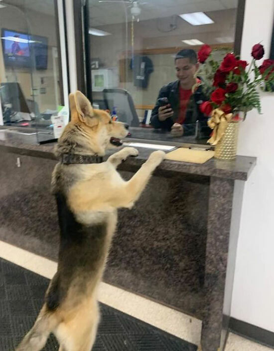  
Chú chó gặp trung sĩ cảnh sát.