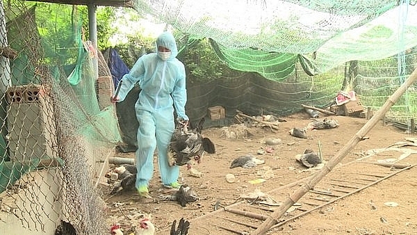  
Đàn gà, ngan có biểu hiện nhiễm bệnh, chết bất thường (Ảnh minh họa: Tin247)