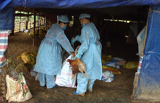  
148 con ngan, gà đã được đem đi tiêu hủy để ngăn ngừa dịch bệnh bùng phát (Ảnh: Kiến thức)
