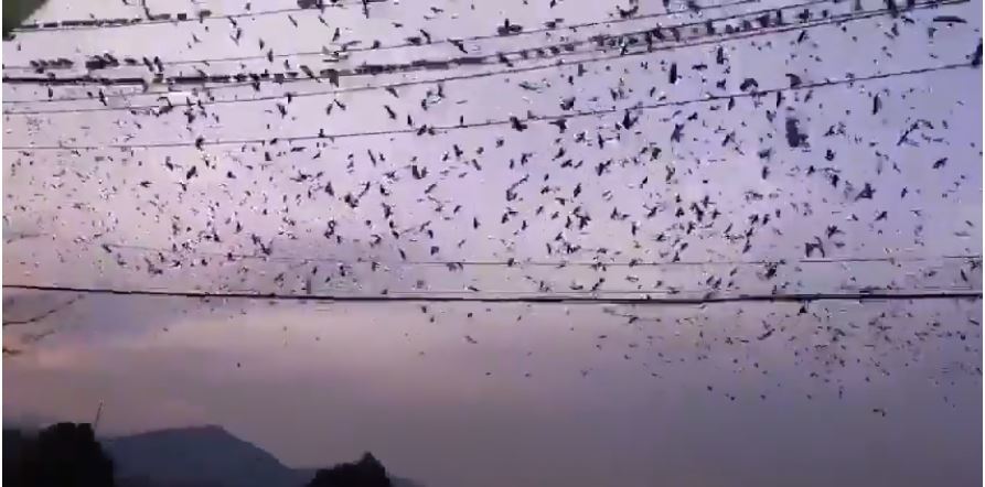  
Bầu trời chiều tại Gyeongsan với đầy quạ đen. (Ảnh: Cắt từ clip).