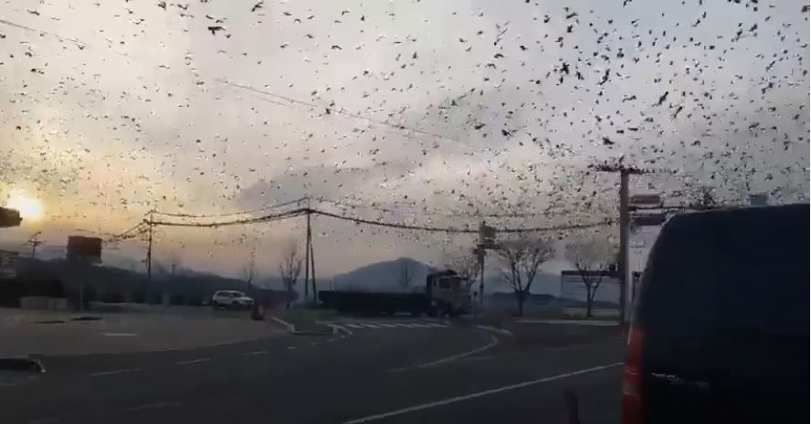  
Hình ảnh đàn quạ đen bay đầy trời khiến dân mạng Hàn lo lắng. (Ảnh: Cắt từ clip).