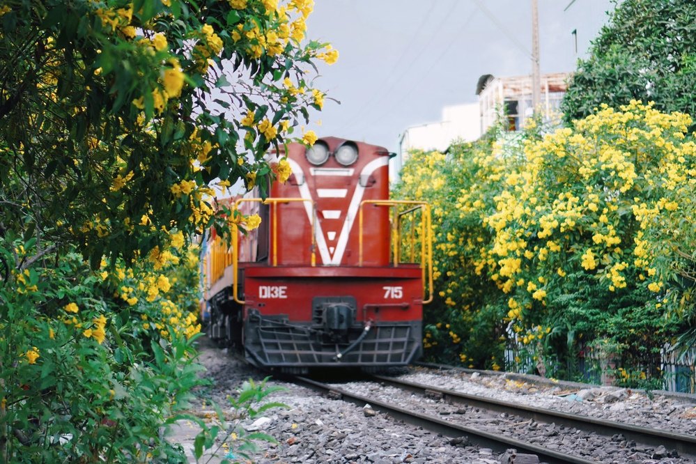  
Chiếc xe lửa thêm phần nổi bật bởi loài hoa này có sắc màu tương phản.