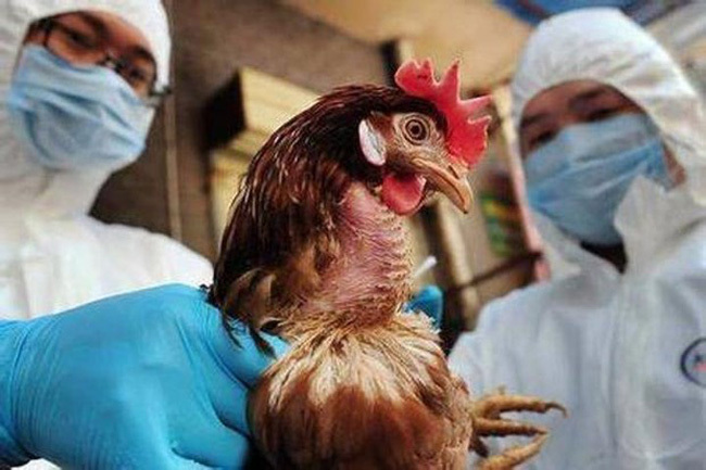 
Chính quyền địa phương chưa phát hiện trường hợp cúm H5N1 nào trên người (Ảnh: VTV)