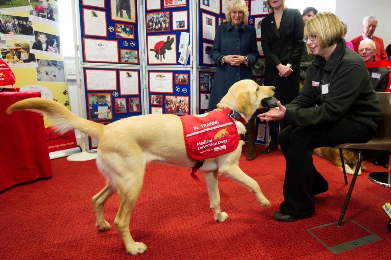  
Nữ công tước xứ Cornwall từng đến thăm và chơi đùa cùng chú chó y tế thuộc tổ chức MDD ở Great Horwood, ngoại ô Milton Keynes, phía bắc London, Anh. (Ảnh: AFP)