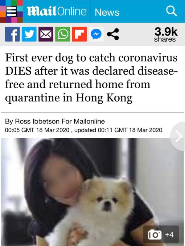  
Bài báo đăng tải thông tin về chú chó đầu tiên nhiễm Covid-19 đã qua đời. (Ảnh: Chụp màn hình).