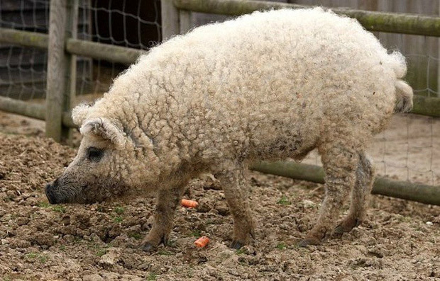  
Không cần phải cạo lông cừu đâu, vì em chỉ là một chú lợn Mangalitsa được phủ một lớp lông giống cừu lên người thôi mà. (Nguồn ảnh: Fishki.net​)