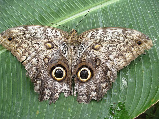  
Không phải là cú, đây chính là loài bướm cú với phần hoạ tiết ở cánh hơi đặc biệt chút thôi. (Nguồn ảnh: Flickr.com)