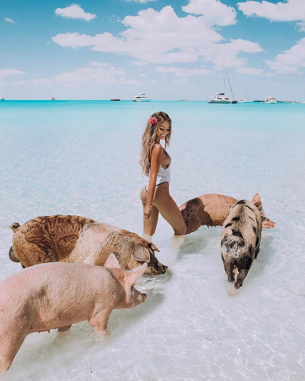  Hòn đảo toàn lợn hút chân du khách đến tham quan. (Ảnh: Daily Mail)