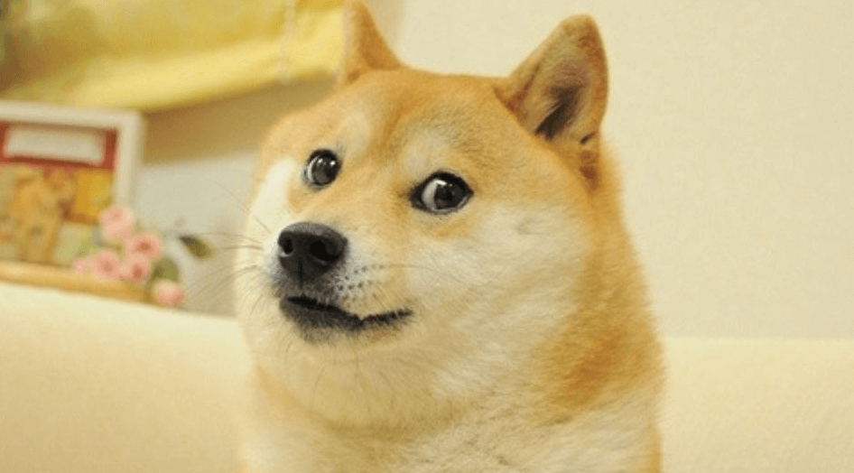  Meme của chú chó Shiba đã đi vào huyền thoại - Ảnh minh họa