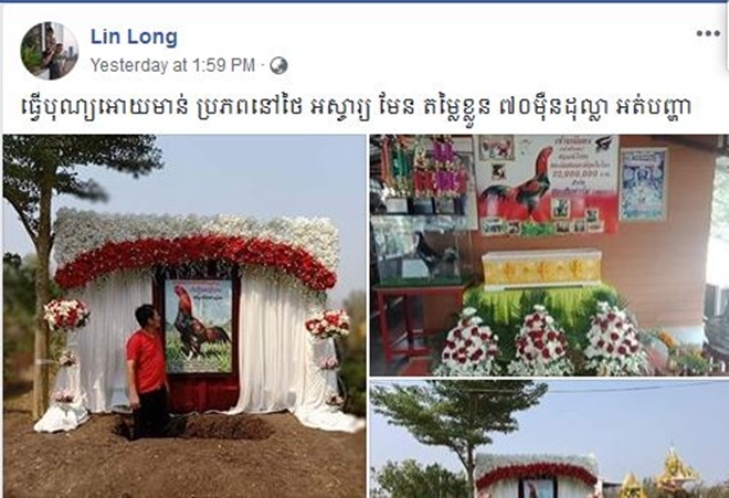  "Một tang lễ hoành tráng cho chiến kê ở Thái Lan", chủ nhân bài đăng chia sẻ. (Ảnh chụp màn hình) 