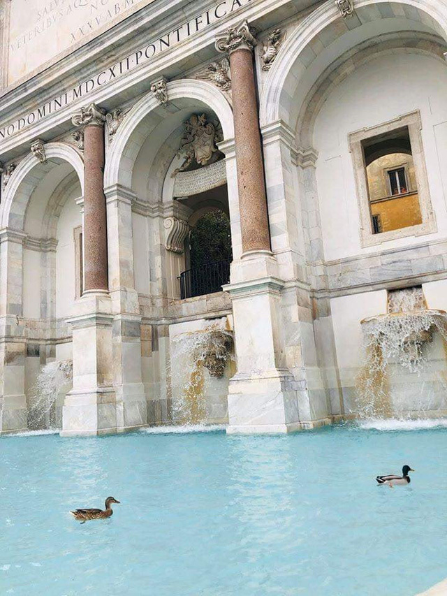  
Vịt trời bơi lội tại một đài phun nước ở Rome. (Ảnh: Twitter)