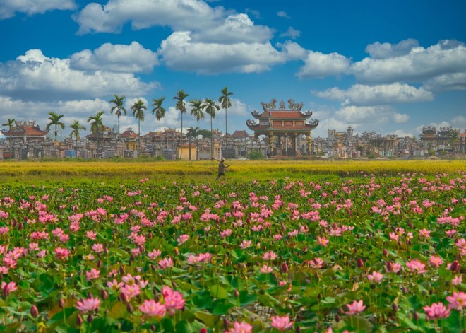 Ngắm nhìn cảnh đầm sen nở rộ tuyệt đẹp khi đi du lịch Quảng Nam
