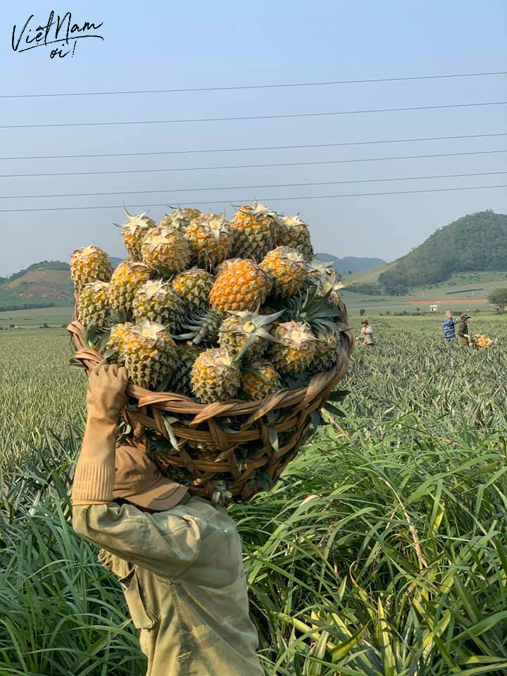  
Vẻ đẹp lao động tại ruộng dứa Thống Nhất, Thanh Hóa. (Ảnh: Nguyễn Trường Sơn)