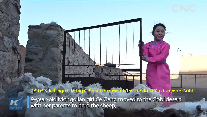  
Trở về nhà vì trường đóng cửa, Ce Geng dùng thời gian rảnh để chăm sóc đàn cừu của gia đình. Ảnh: Chụp màn hình