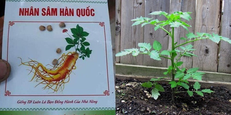  
Nhân sâm Hàn Quốc sau khi gieo hạt giống thì lại trở thành cây cà chua. (Ảnh: Instagram)