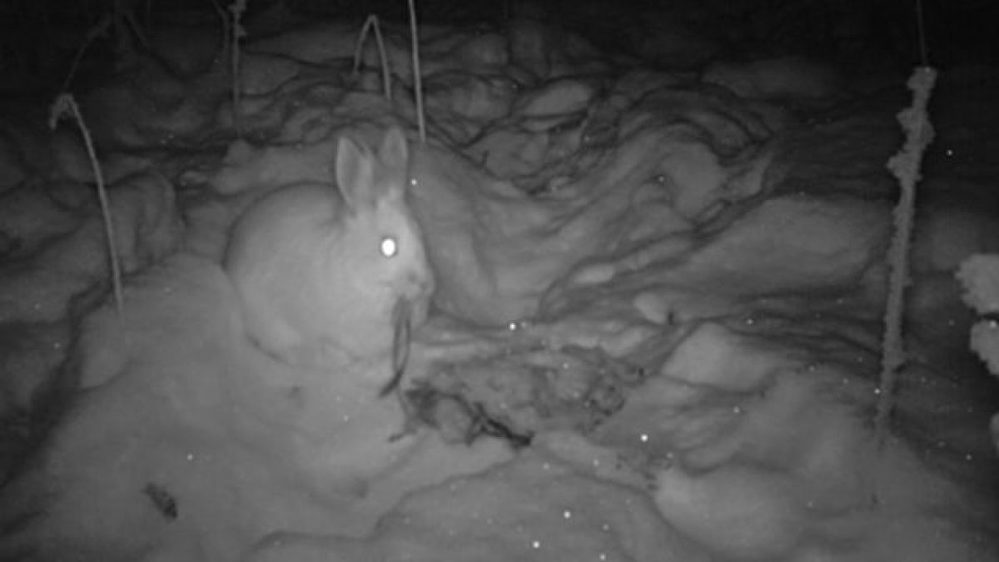  
Lần đầu tiên hình ảnh thỏ rừng chân tuyết ăn thịt động vật được ghi lại. Ảnh: Chụp màn hình