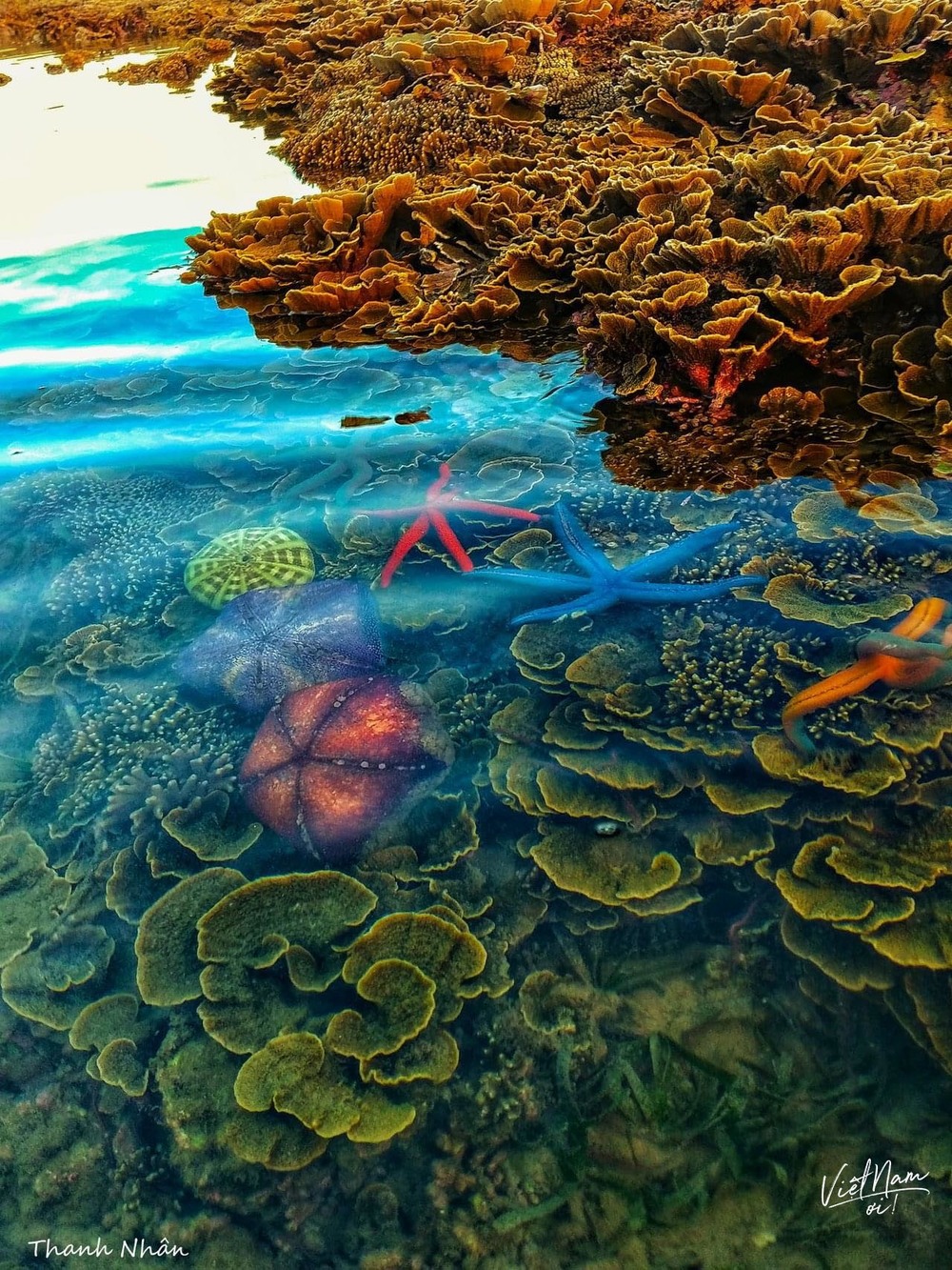  
Những sinh vật biển đa màu sắc, thể hiện vẻ đẹp độc đáo của Hòn Yến, Phú Yên.