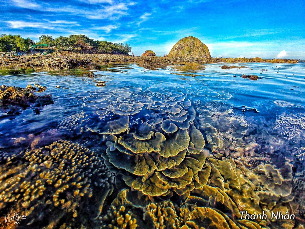  
Hòn Yến có hệ sinh thái san hô đa dạng, mê mẩn lòng người.