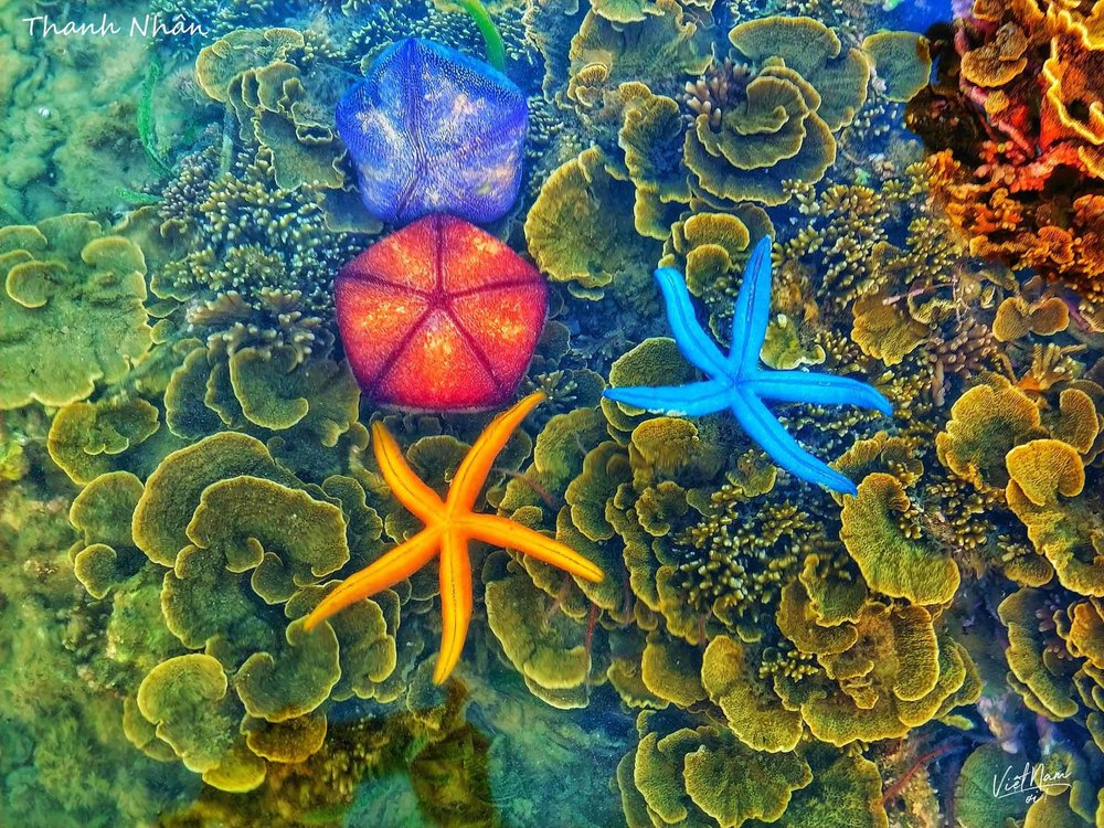  
Những rặng san hô, sao biển, các loài sinh vật biển tại Hòn Yến hiện lên rất sinh động.