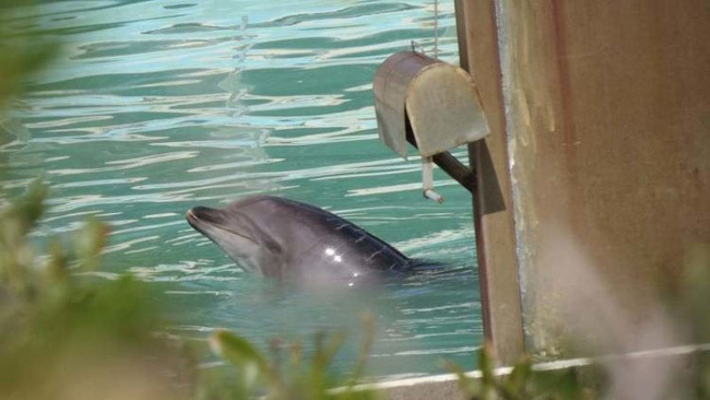  
Cô cá heo Honey một mình sống tại bể bơi nhỏ bé sau khi công viên hải dương bị đóng cửa. Cô cá heo cô độc nhất hành tinh bị bỏ rơi suốt 2 năm trước khi qua đời​, . Ảnh: Dolphin Project